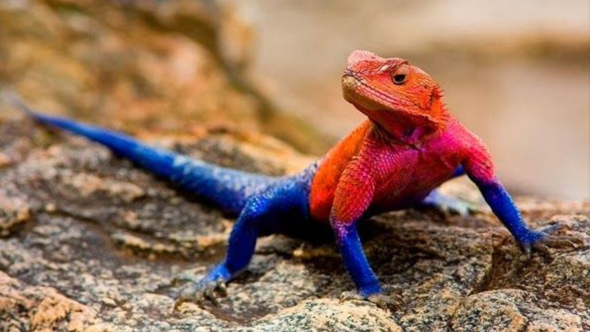 protoanimalbr's tweet photo. Você conhece o lagarto agama?
Essa espécie de lagarto, originária da África, tem seu corpo coberto por uma coloração vermelho e azul que o torna muito parecido com um super-herói.
Já adivinharam quem, né?!
#spidermar #Marvel
#wildlifephotografy https://t.co/1ajfCOiWct