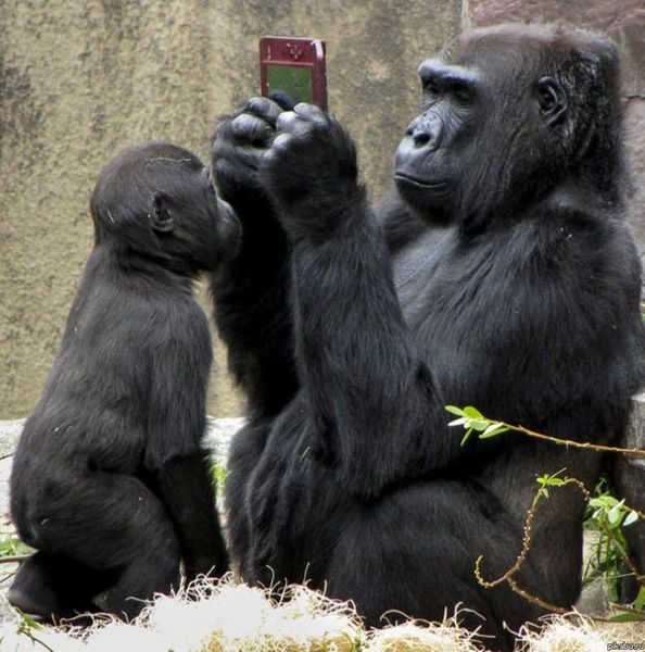 teacher_wall's tweet photo. No $PGEN conference call. That's a staggeringly bad PR decision given the recent share price assault and 10B5 filing. Folks need reassurance in choppy waters---NOT RADIO SILENCE.
#SillyMonkey https://t.co/JkJPq6Iyok