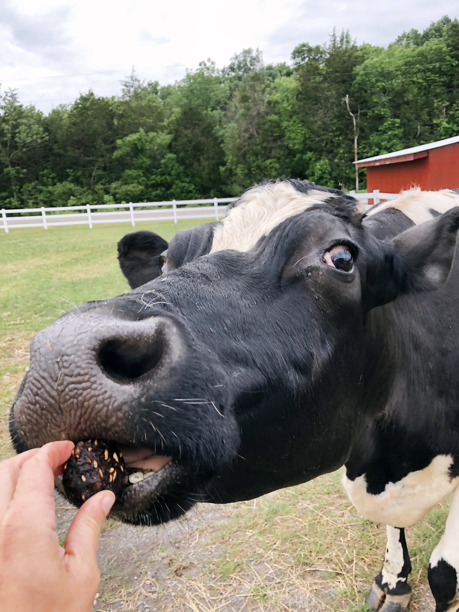 The Gentle Barn On Twitter Every Night We Give Bedtime Cookies To The Cows Horses Donkeys Sheep Goats They Love It It Helps Us Make Sure Everyone Goes To Bed