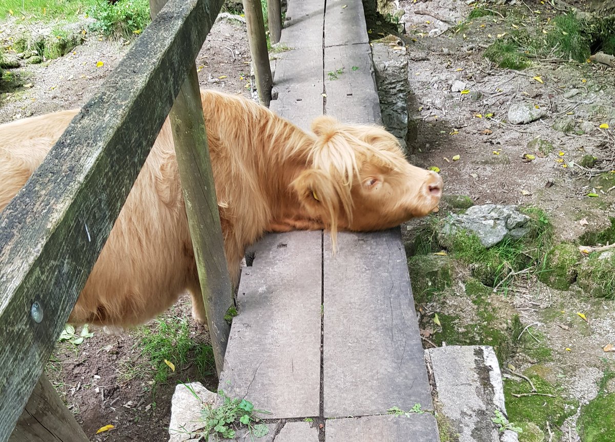 Just a cow, on a bridge, scratchin' an itch! 🐮 #MentalHealthAwarenessWeek #ConnectWithNature