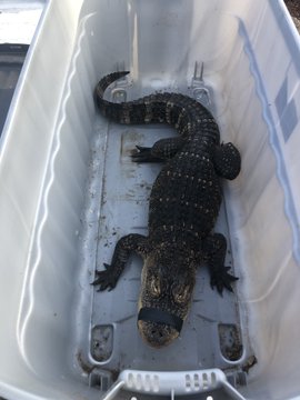 Four foot alligator with its jaw taped shut with black tape for safety lying down in the bottom of a large plastic tote with tall sides. 