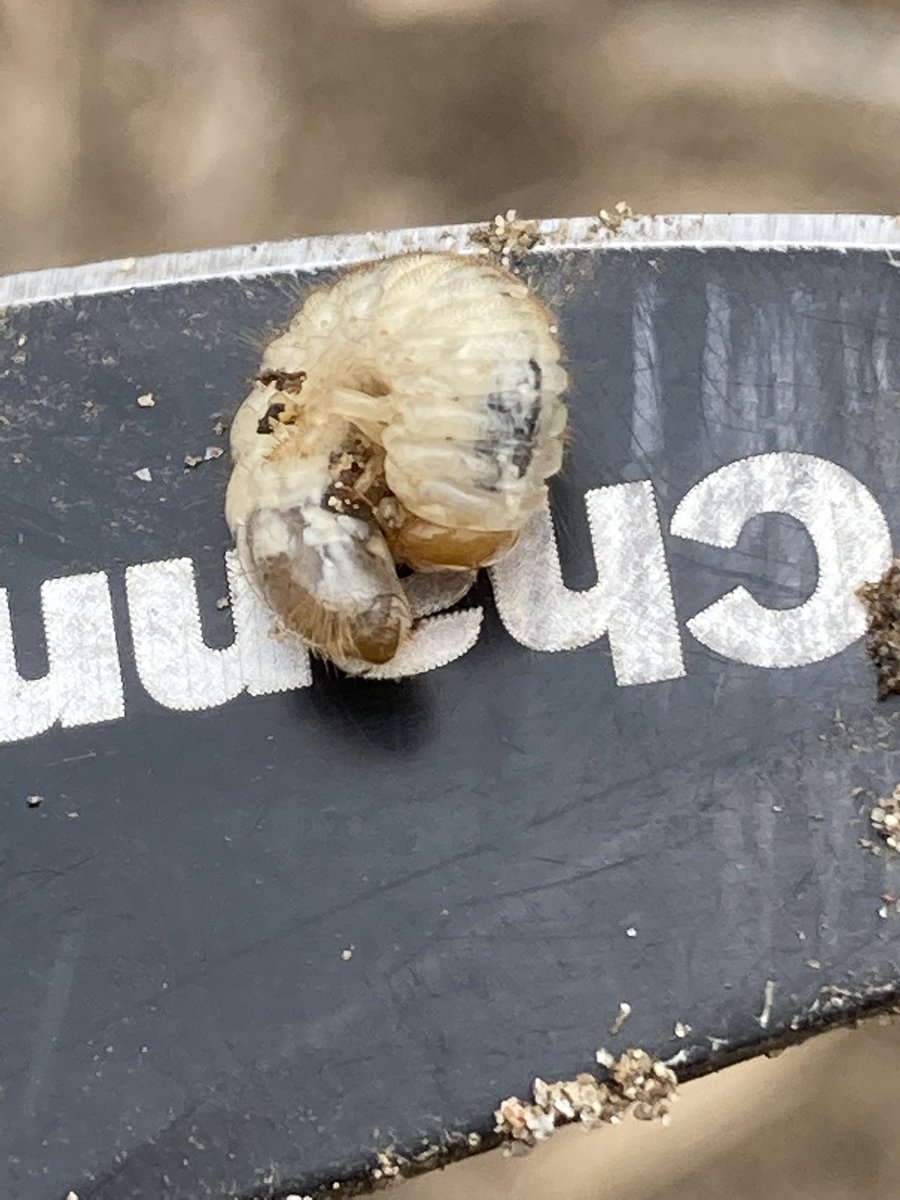 ChannelOhio's tweet image. When the corn crop is slow to emerge- like the past 2 weeks.  Make sure to scout for insect damage also.  Lack of emergence isn’t always from the weather. #asiaticgardenbeetle #whitegrub #grapecolapsis #cropmgmt @ChannelSeed @osu1ag