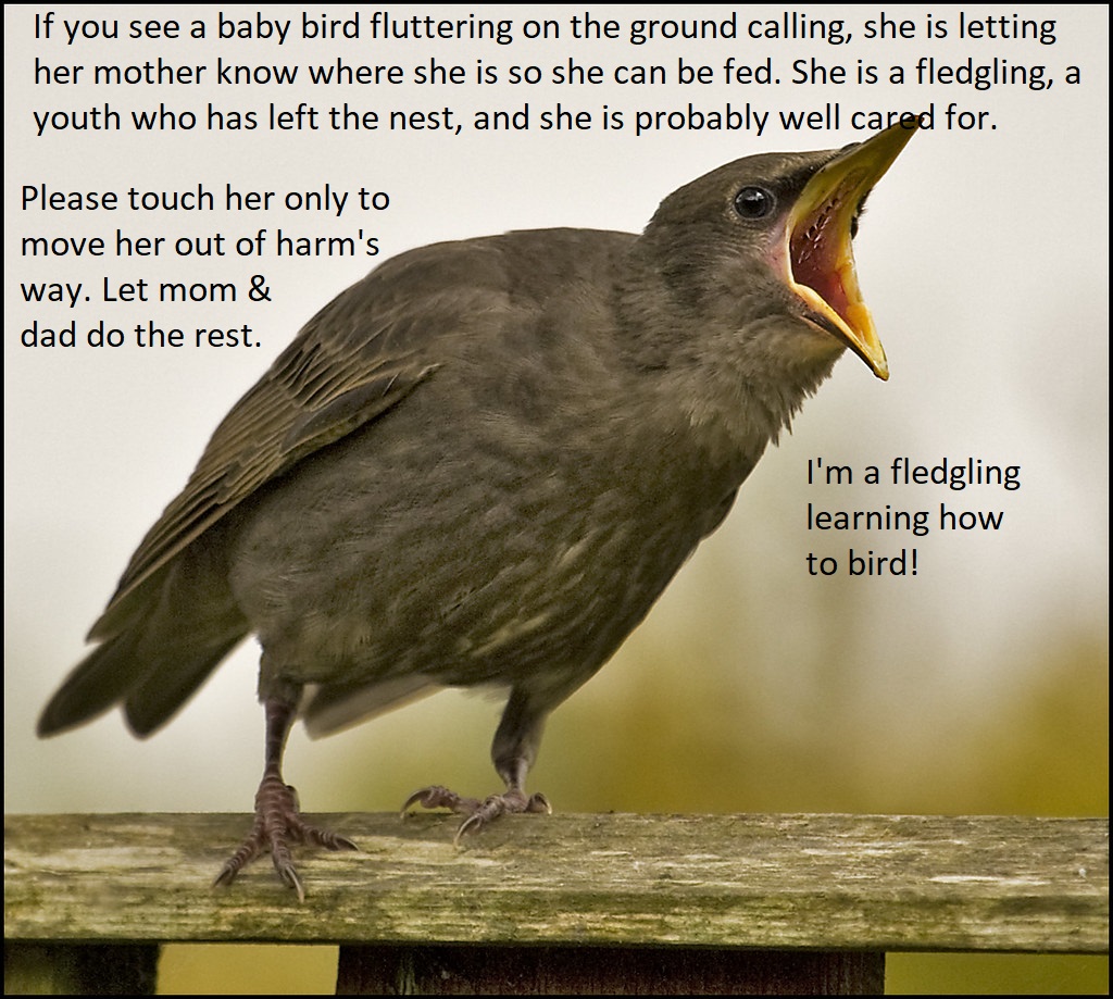 SPWRC_LBK's tweet photo. We are receiving way too many fledglings, that are better off with their parents. Thank you, but please think twice. 😍#birdwatching #TwitterNatureCommunity https://t.co/8kiMdtZVlC