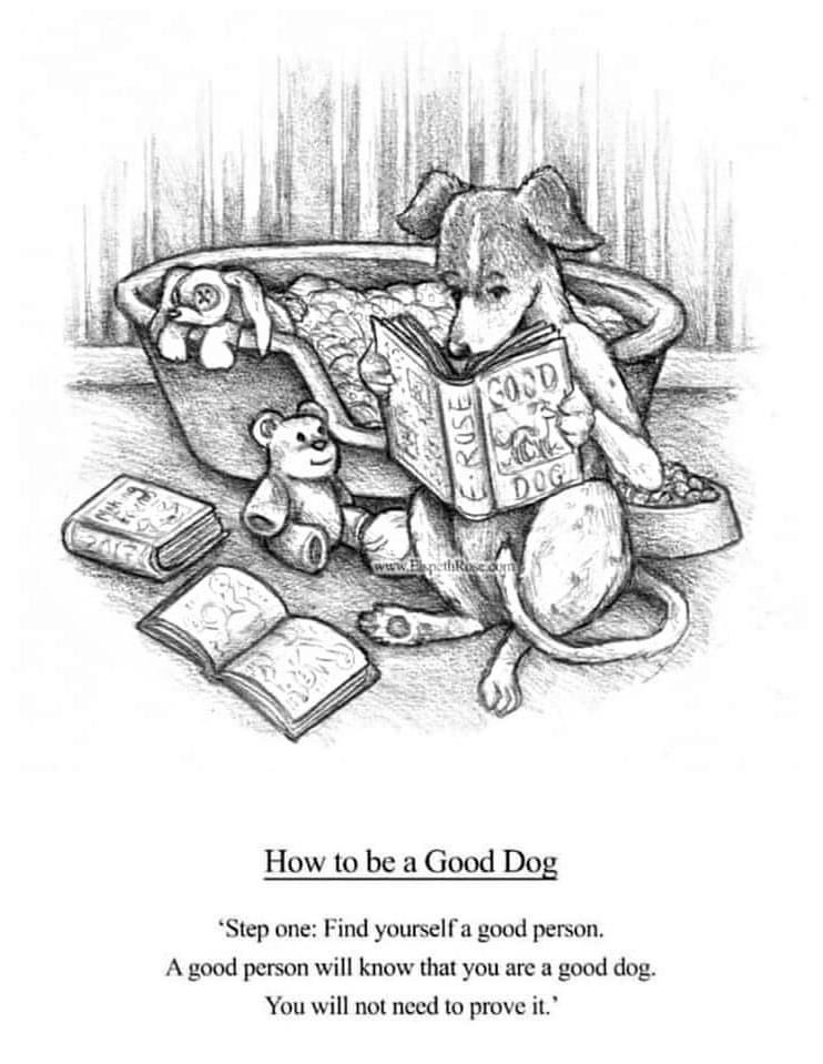 LifeAfterRescue's tweet photo. #rescuedog #dogs https://t.co/KC6FI09dU6