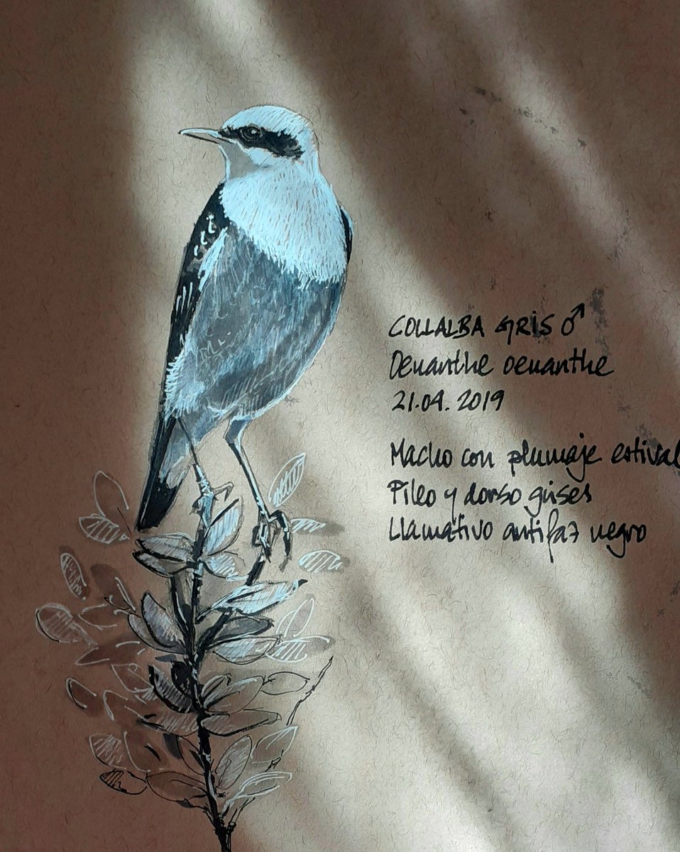 Pájaros en la cabeza y en el cuaderno...
Viejos apuntes a falta de nuevos
#pajarosenlacabeza
#collalbagris
#aves 
#sketchbook