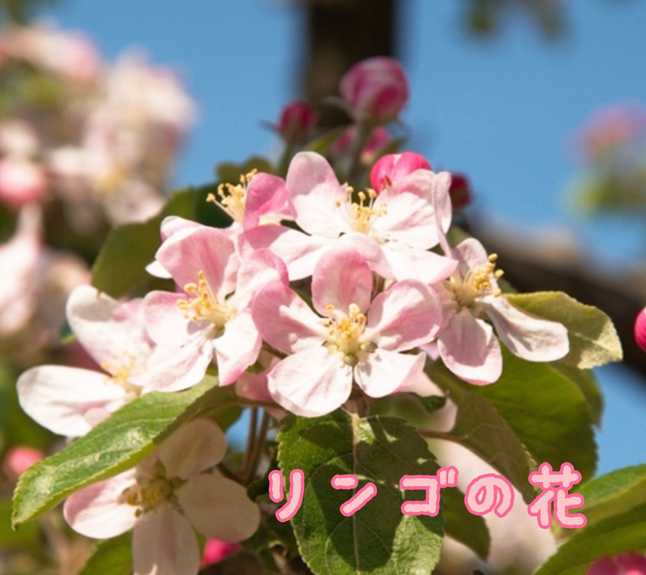 誕生花言葉 Twitter Search Twitter