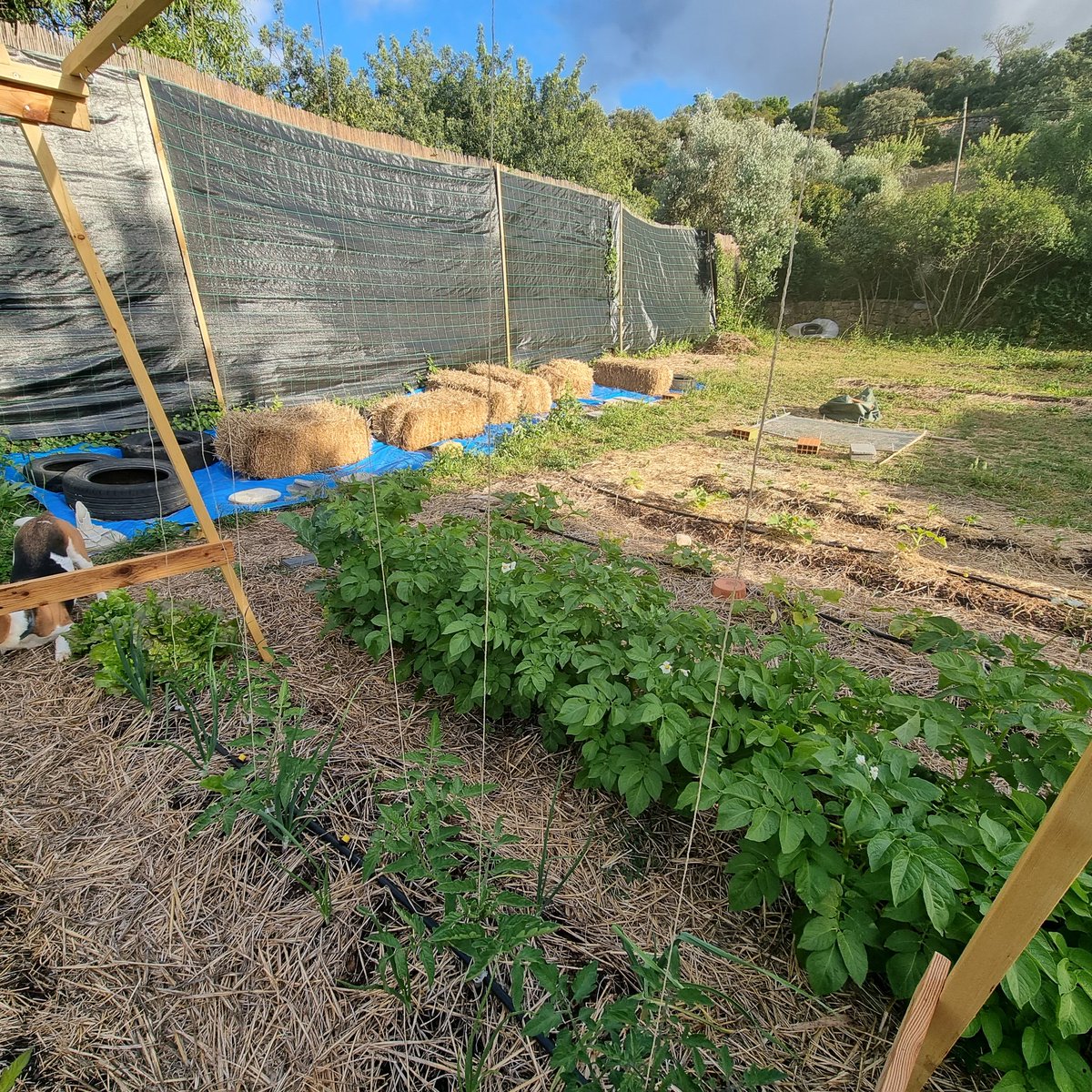 Veritaserum21's tweet photo. May 21 update. Potatoes will be ready very soon!! Tomatoes on the way! #Permaculture #regenerativeagriculture #nodiggarden https://t.co/UUHQhTth92