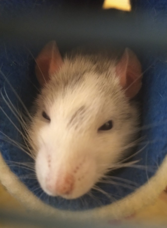 rdRatsAndCo's tweet photo. Jack and Alec recently spent some time messing around in their fabric tube! #petrats #rats https://t.co/guQBwl6hgJ