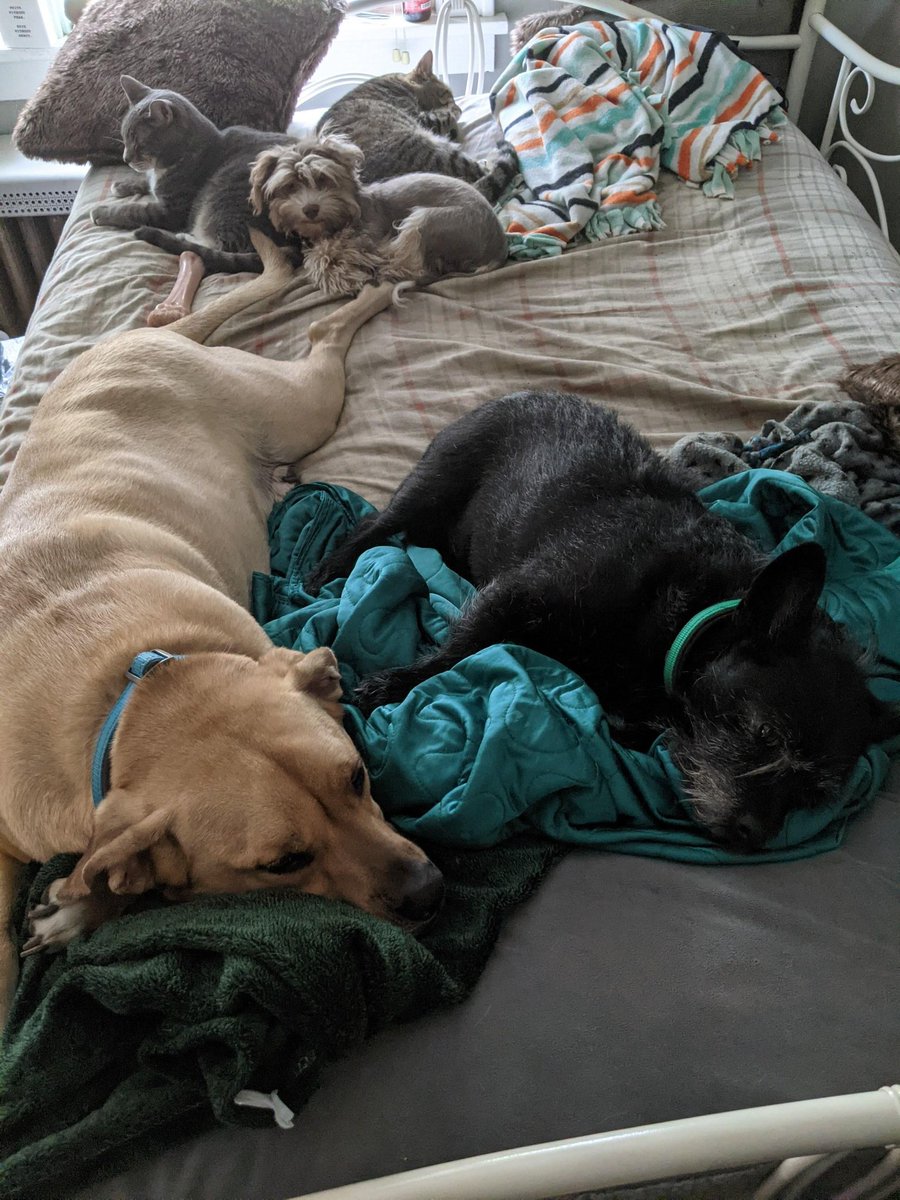 FenixPerrito's tweet image. Can you find me?