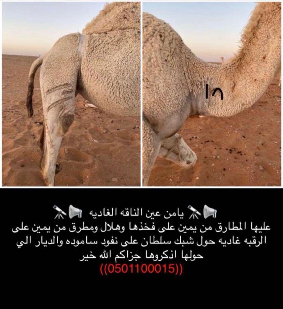 ذواهب