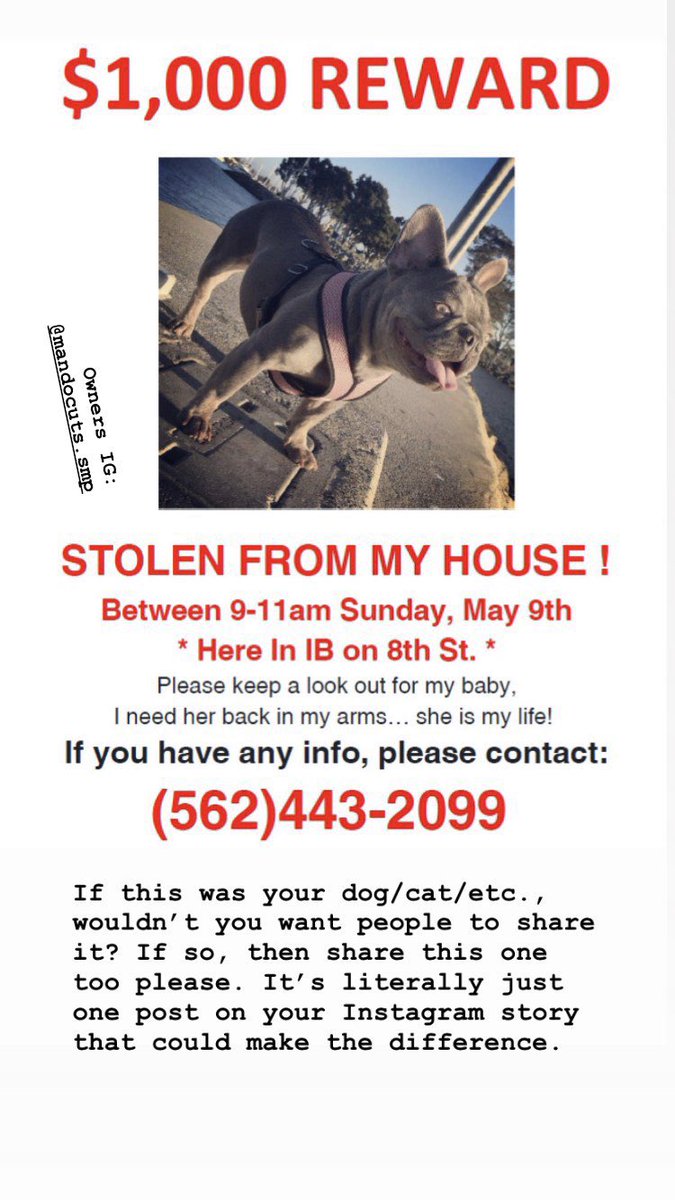 esper_mister's tweet photo. Her name is Layla #lostdog #LostDogs #chulavista #stolendog #help #HelpFindMyDog https://t.co/A2MgL4zt8V