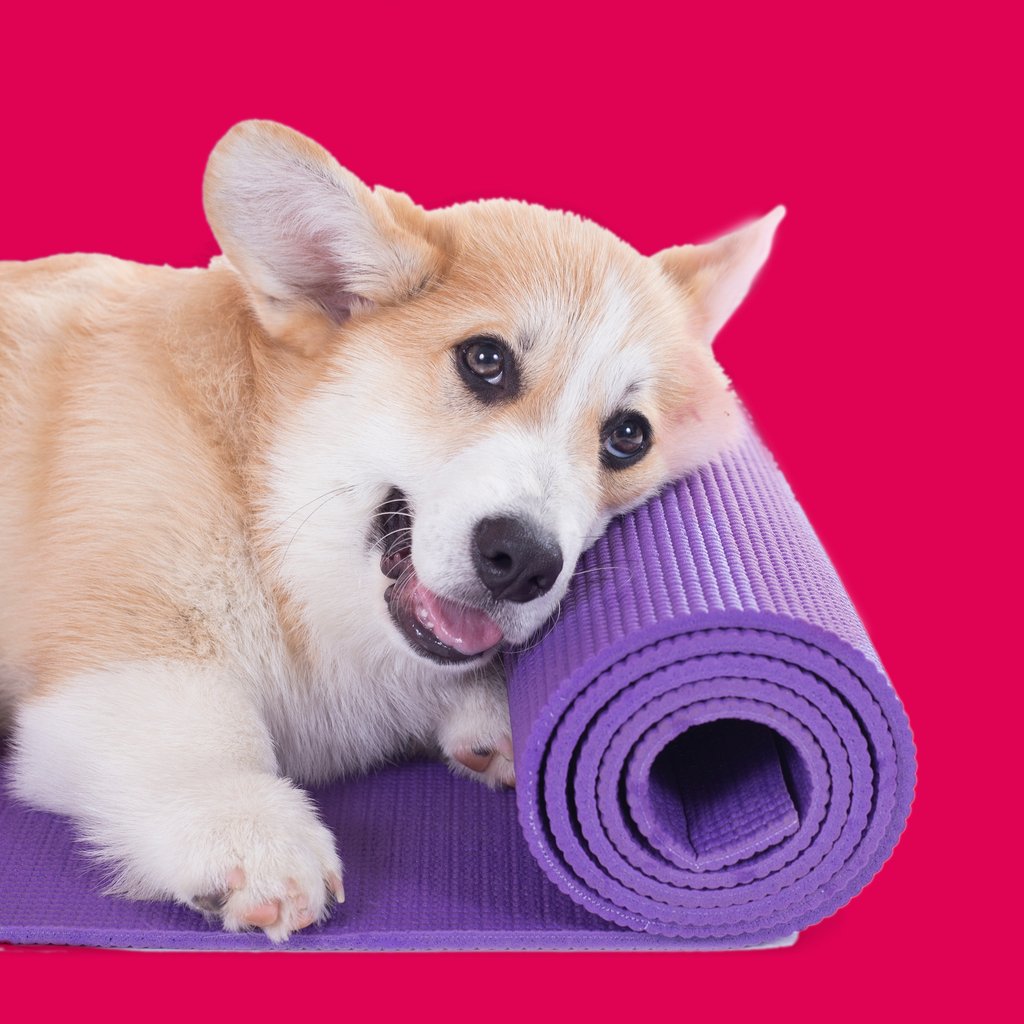 PetsmileUSA's tweet photo. Everyone always talks about how hard yoga is, but for me it's the most relaxing part of my day! Oh, this is a mat? I thought it was a pillow.  #corgilove #yogadog #wellness #pets https://t.co/C7eMxGNXIA