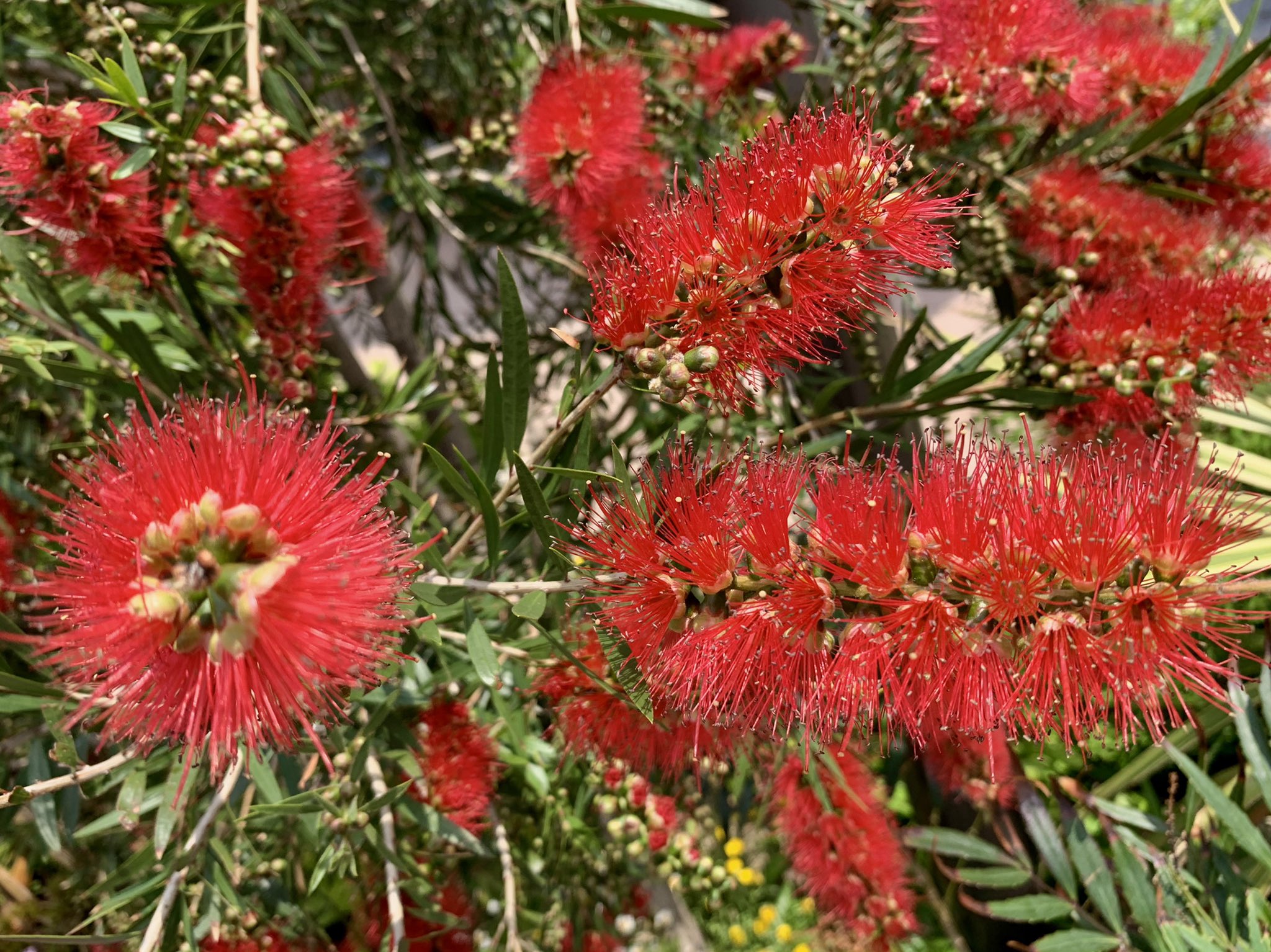 Cloudsailor 星羅の一日一花 Al Twitter ブラシノキ ブラシの木 別名カリステモン ハナマキ 花 槙 キンポウジュ 金宝樹 赤の長い花糸が穂状花序をなし 花序全体がブラシのように見える フトモモ科ブラシノキ属 オーストラリア原産 Scarlet Bottlebrush