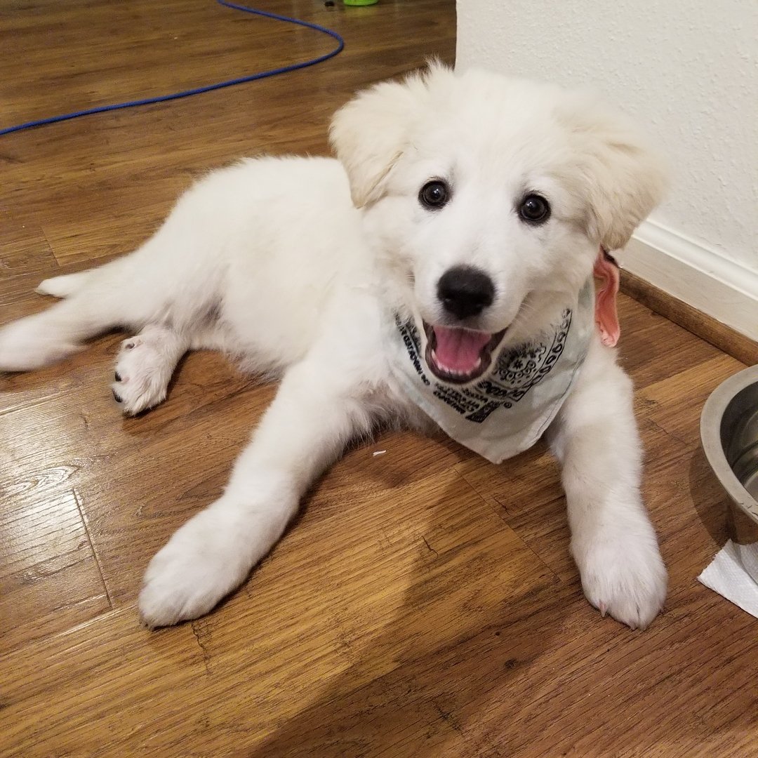 jenner1796's tweet photo. @ColourPopCo I could give my dog eyebrows 😂 https://t.co/Slgrxr8Vmm