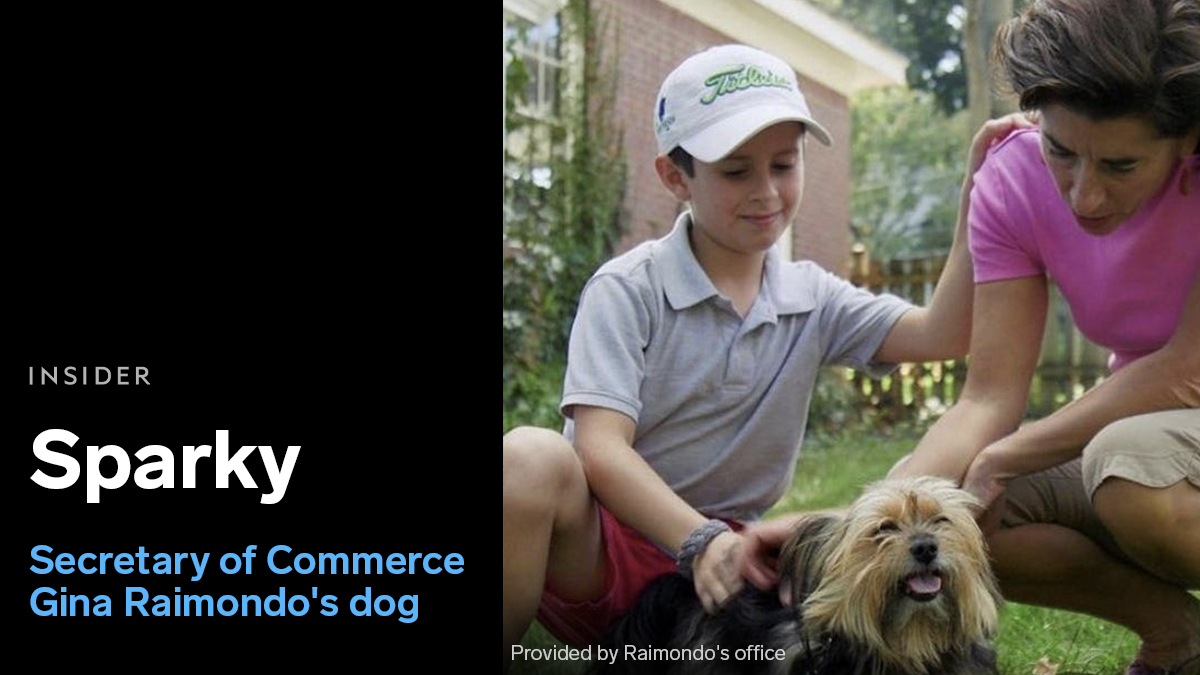  Secretary of Commerce Gina Raimondo adopted a Yorkie from a Rhode Island shelter in 2017. This is Sparky:  https://www.businessinsider.com/pets-in-bidens-cabinet-dogs-cats-major-champ-2021-5#remington-winchester-peppa-and-salty-interior-secretary-deb-haalands-dogs-1