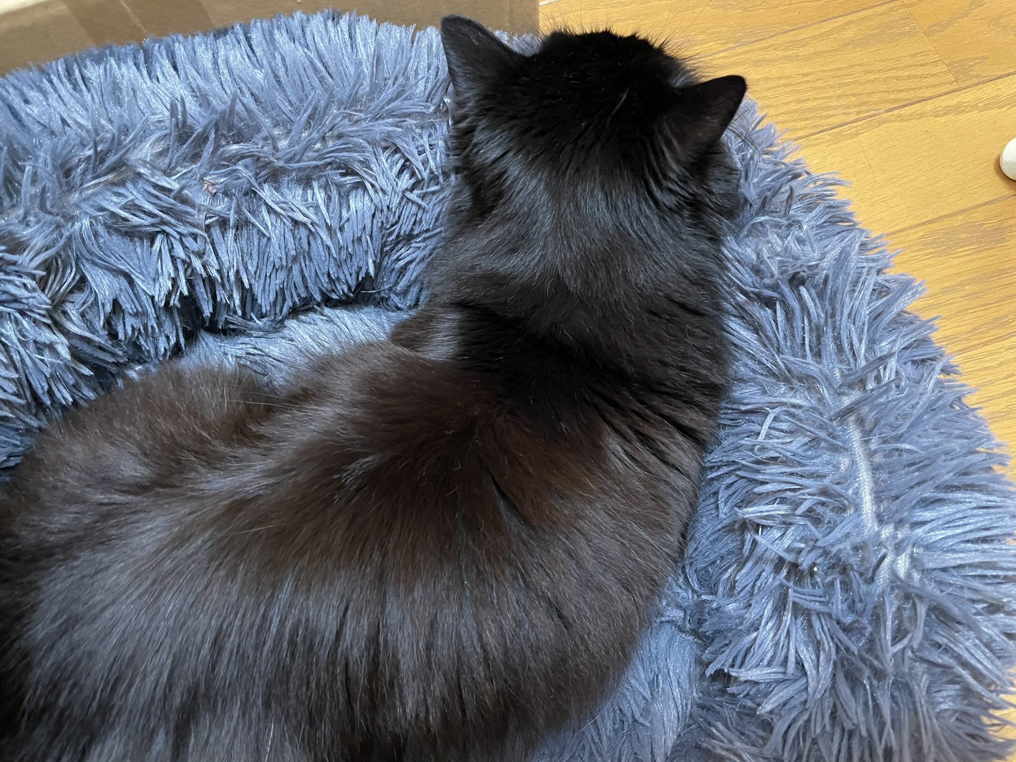 黒猫シルエット Twitter Search Twitter