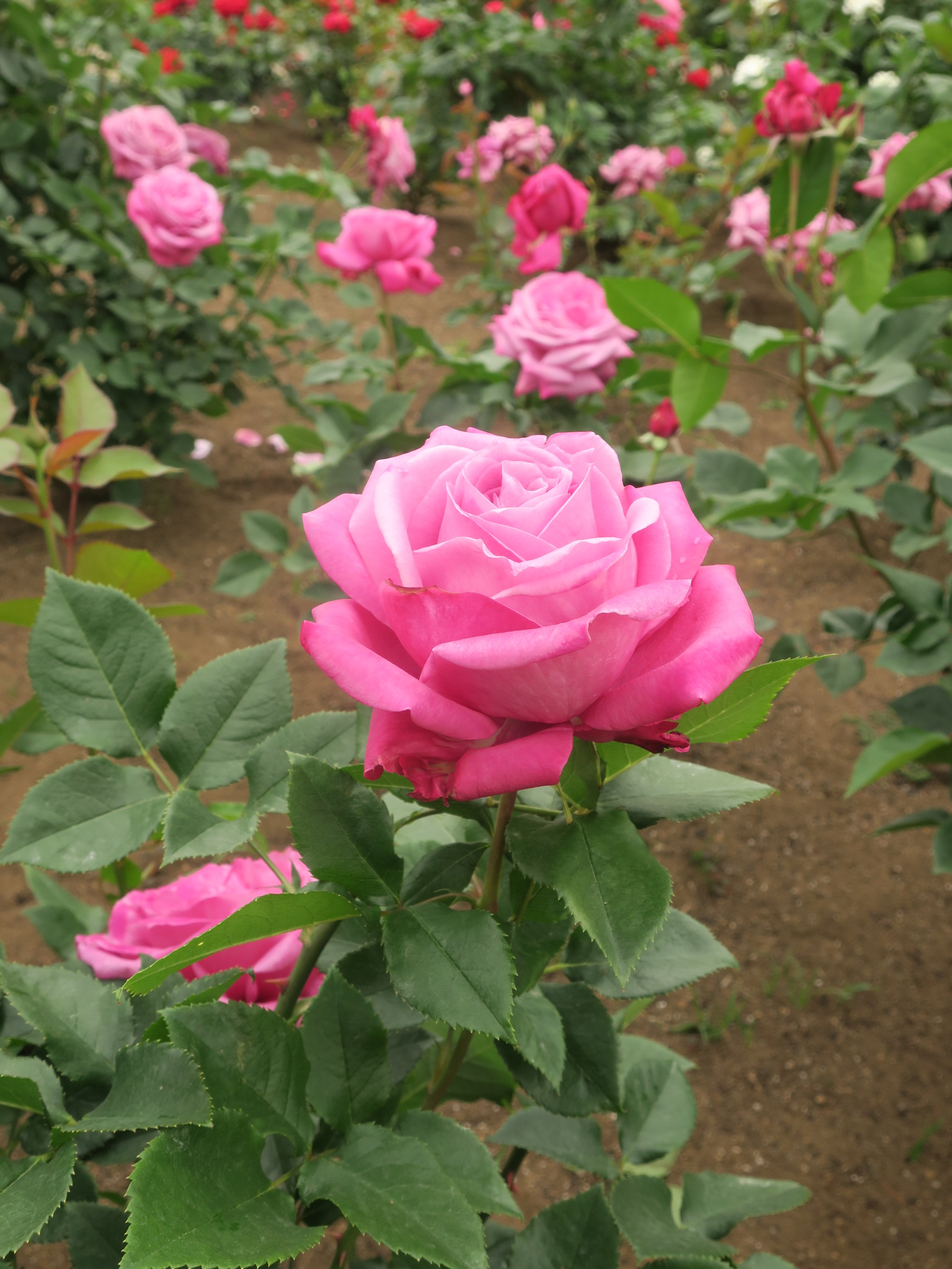 神代植物公園 ニュース スタッフより 広報係 ばら園よりブルー系のバラのピックアップです ブルー パーフューム 30区画 1997年ドイツ作出のht系 シャルル ド ゴール 30区画 1974年フランス作出のht系 神代植物公園 は 臨時