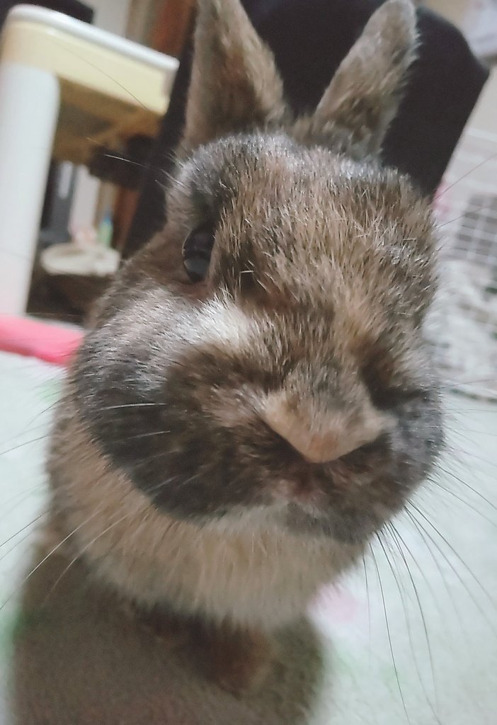 _fuutime_'s tweet photo. かわいい天使に襲われました🐰 https://t.co/vBVX2y8mTf