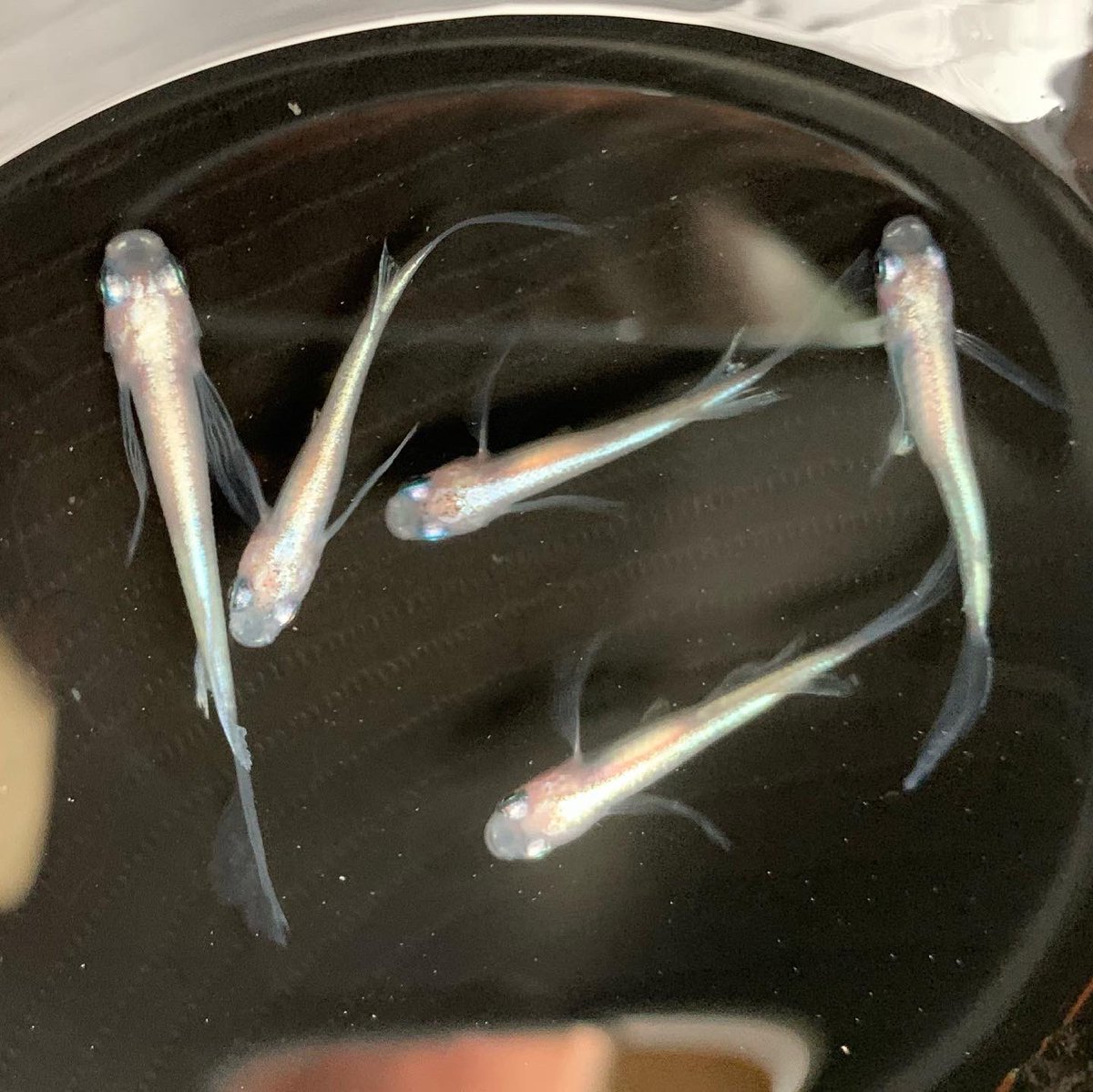 メダカブリーダー メダカブリーダー