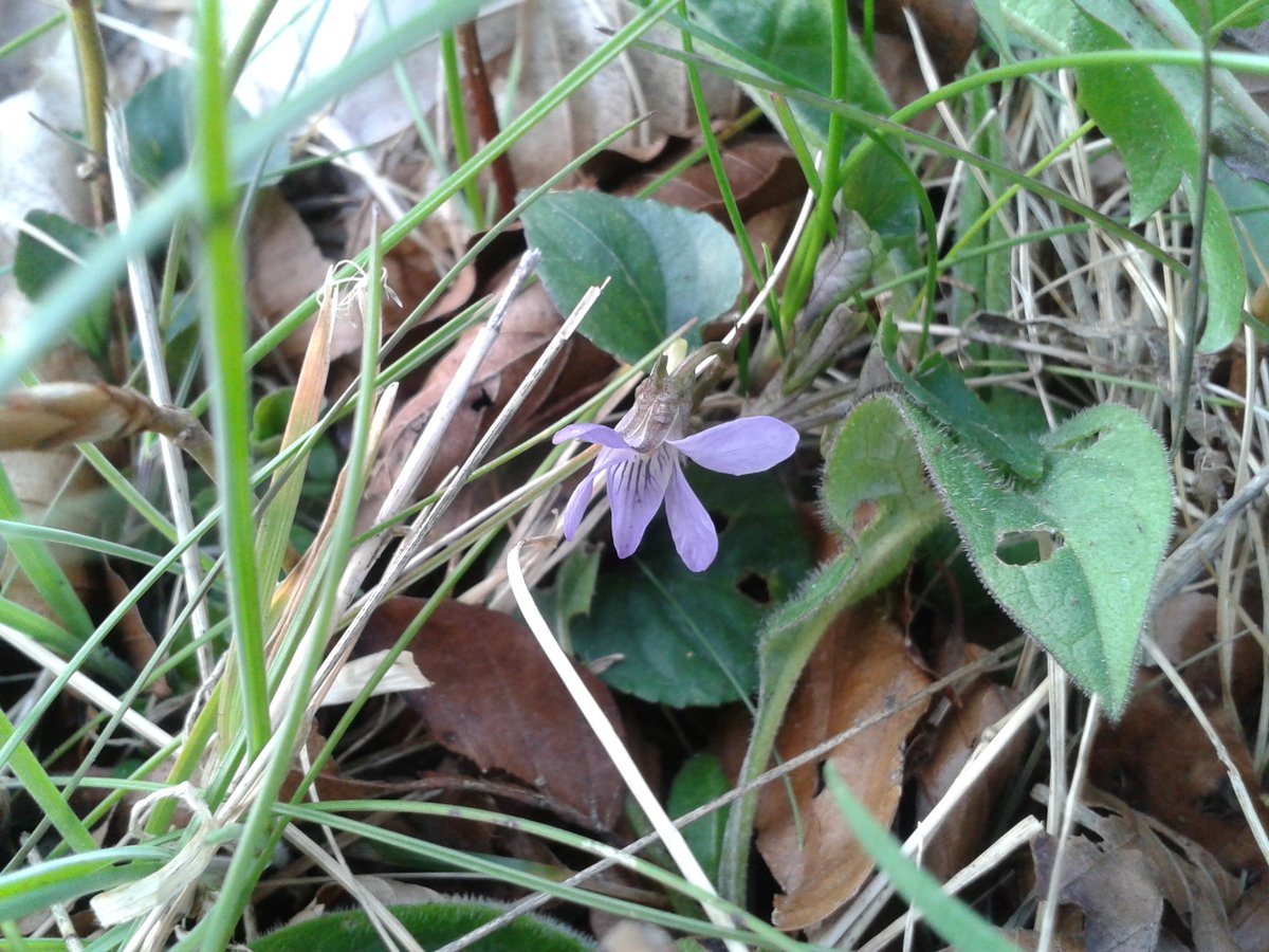 RuthHolmes2's tweet photo. Some of the #wildflowers between #Auchentroig & #Buchlyvie for #wildflowerhour 😍🌼😊 @WoodlandTrust @wildflower_hour #Stirlingshire #wildflowers #Stitchwort #Bluebells #WildViolet #CowParsley #Scotland https://t.co/FBp6Gnl9Uj