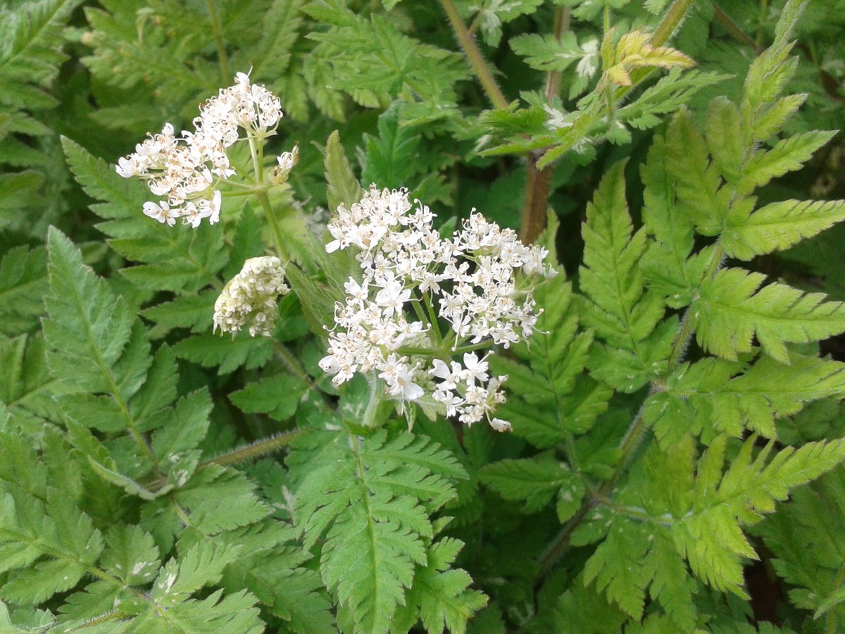 RuthHolmes2's tweet photo. Some of the #wildflowers between #Auchentroig & #Buchlyvie for #wildflowerhour 😍🌼😊 @WoodlandTrust @wildflower_hour #Stirlingshire #wildflowers #Stitchwort #Bluebells #WildViolet #CowParsley #Scotland https://t.co/FBp6Gnl9Uj