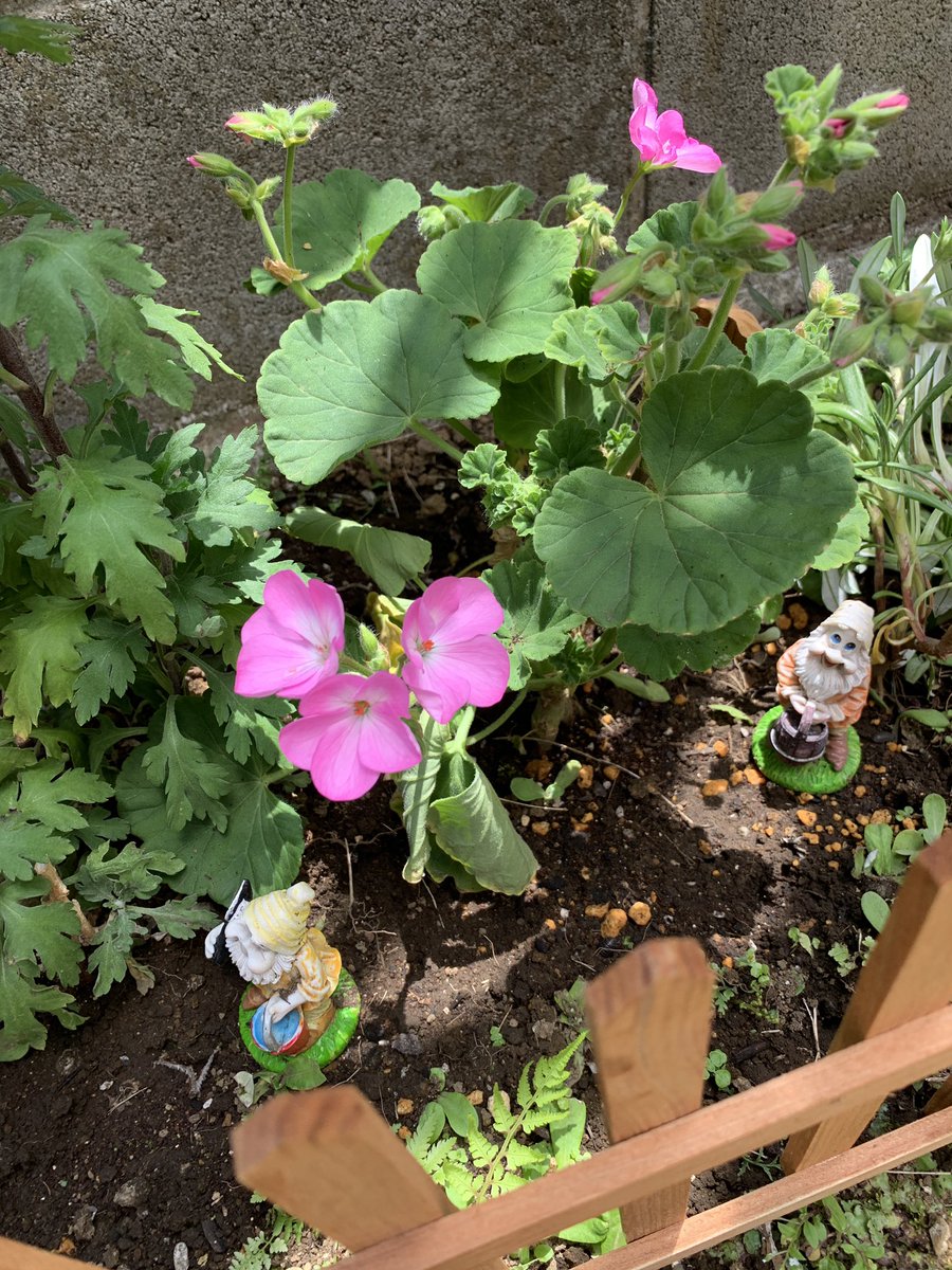 うえちゃん على تويتر 庭の花がスター咲きしてる ただ色々植えすぎて花の名前忘れたー おはようございます