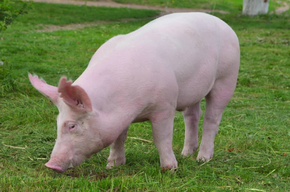 Breed 2: American YorkshireThe classic "pink pig," the American Yorkshire remains America's most popular swine. Large and fast growing, pork production is possible with a smaller group and their hair will not stain the pork as it is light. They are good for breeding.
