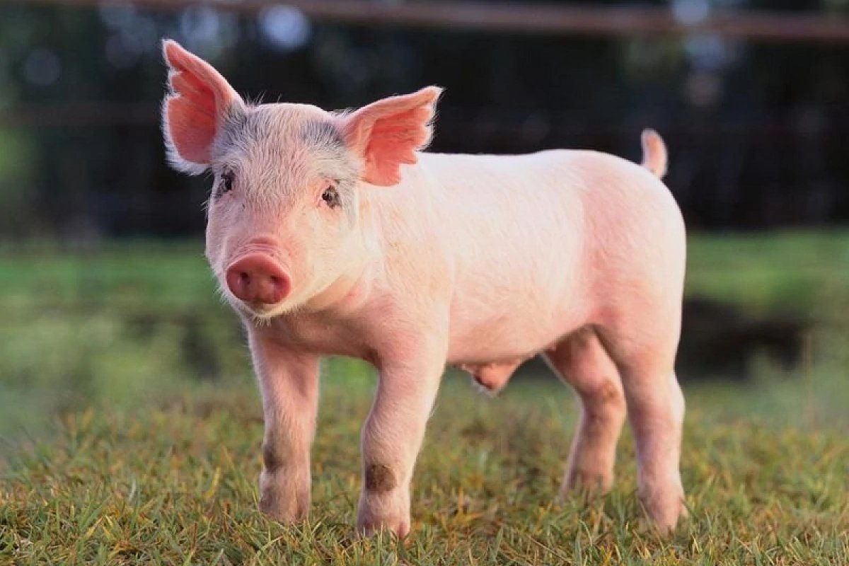 Breed 2: American YorkshireThe classic "pink pig," the American Yorkshire remains America's most popular swine. Large and fast growing, pork production is possible with a smaller group and their hair will not stain the pork as it is light. They are good for breeding.