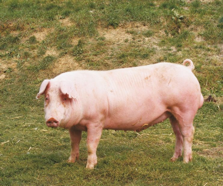 Breed 4: The landraceThe landrace pig is similar to the Yorkshire, but popular for different reasons. The pork is good, but the benefit of having a landrace is their superb ability to produce a lot of milk and thus mother many offspring.