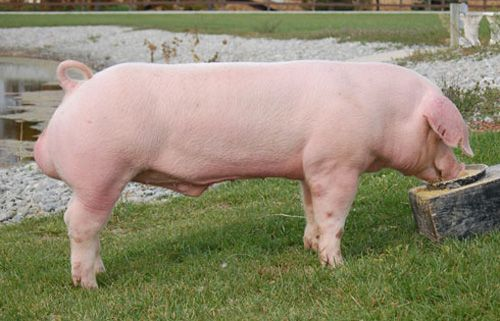 Breed 4: The landraceThe landrace pig is similar to the Yorkshire, but popular for different reasons. The pork is good, but the benefit of having a landrace is their superb ability to produce a lot of milk and thus mother many offspring.