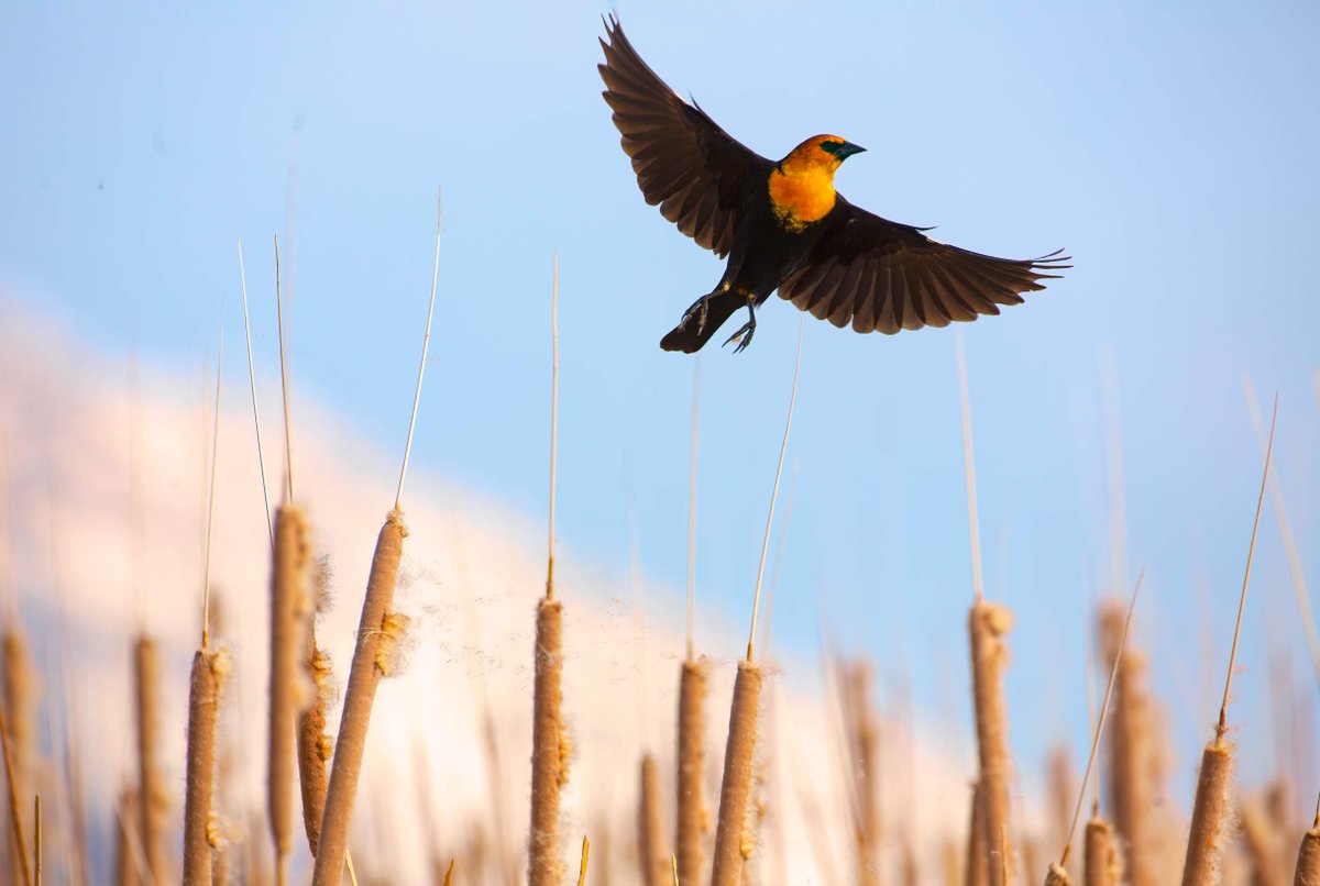 GSLBirdFest's tweet photo. Great Salt Lake Bird Festival takes flight TODAY! We couldn’t be more excited to flock together! Which field trips are you attending?

Photo by Scott Baxter
#gslbirdfest @DiscoverDavisUT https://t.co/QHgEgifbps