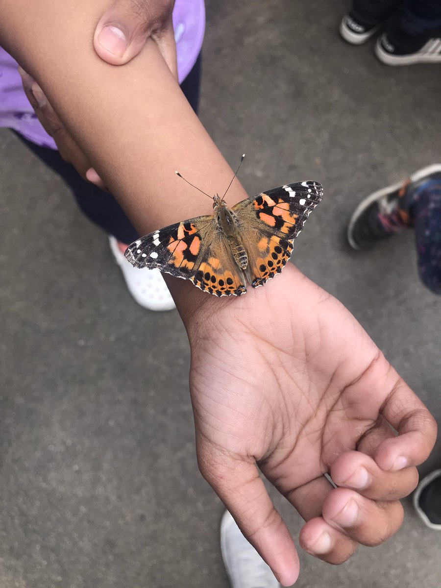 Butterfly release day! The roomies said their good-byes and watched as our butterfly friends flew off!  <a href="/UNCGMSPS/">Moss Street Partnership School</a>