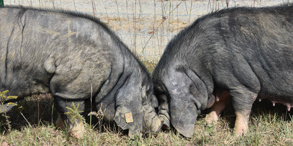 Breed 5: The meishanMeishan pigs are becoming more popular with US farmsteaders due to their ability to produce many offspring. They are slow growers, but produce delicious pork due to fatty marbling. They come into puberty early for a pig.