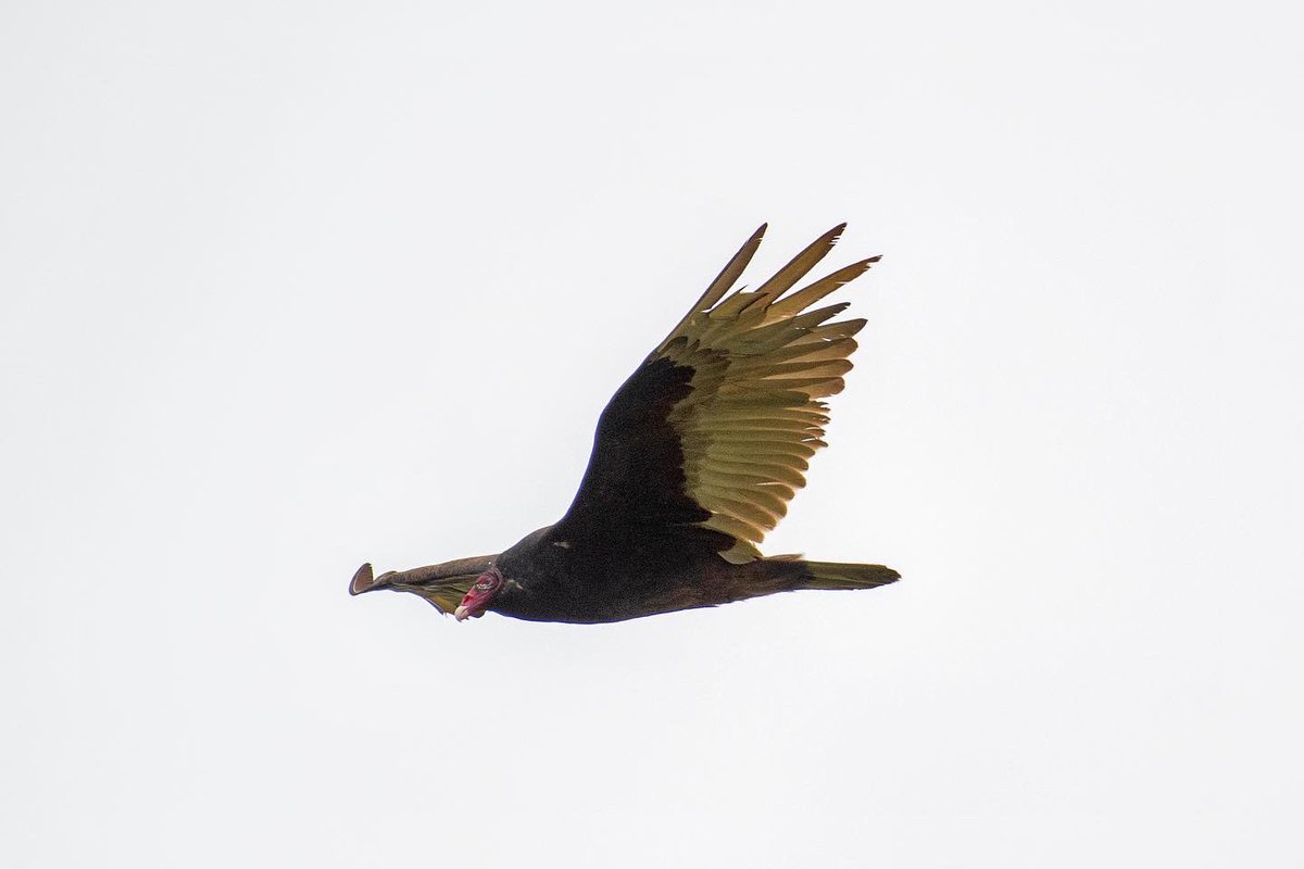 Turkey vultures love a windy day 💨 #turkeyvultures #birdsofprey #ashokanreservoir #catskills #newyork #nikon