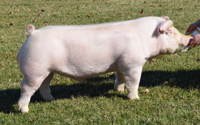 Breed 6: Chester whiteThe chester white pig is a good meat animal but most popular for its mothering abilities, which can extend to offspring with other pigs through mixed breeding. They are also quite hardy, making them good for the self sufficient farmer.