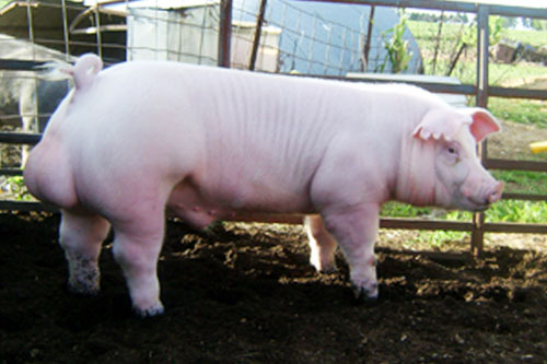 Breed 6: Chester whiteThe chester white pig is a good meat animal but most popular for its mothering abilities, which can extend to offspring with other pigs through mixed breeding. They are also quite hardy, making them good for the self sufficient farmer.