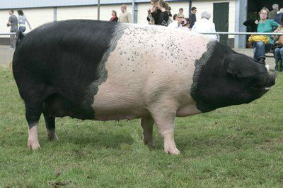 Breed 7: HampshireThe Hampshire pig is another one I've personally worked with and extremely popular in the US. This is largely because the belted swine produce lean, high quality carcasses for butchering. Unfortunately, they can carry the gene for porcine stress syndrome.