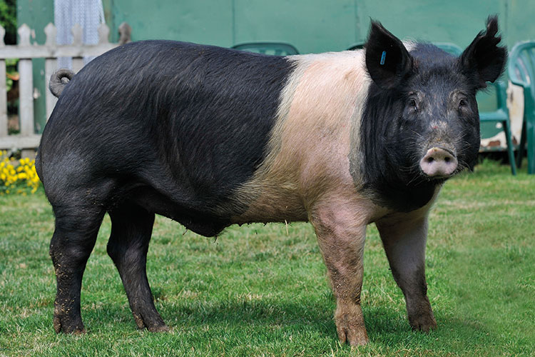 Breed 7: HampshireThe Hampshire pig is another one I've personally worked with and extremely popular in the US. This is largely because the belted swine produce lean, high quality carcasses for butchering. Unfortunately, they can carry the gene for porcine stress syndrome.