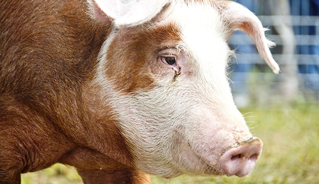 Breed 9: HerefordThese pigs are named due to their resemblance to Hereford cows, and are popular with farm and homesteaders due to their prolific reproduction and fattier meat cuts. They are quite pretty and a newer breed of pig.