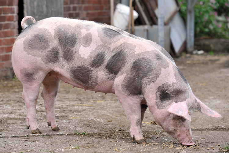 Breed 8: PietrainIf you prefer lean meat, these meat pigs are the best option because they can produce a lot of it. Due to the pale skin, they need some shade and can carry porcine stress syndrome, but they are nonetheless iconic and popular meat pigs.