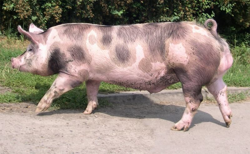 Breed 8: PietrainIf you prefer lean meat, these meat pigs are the best option because they can produce a lot of it. Due to the pale skin, they need some shade and can carry porcine stress syndrome, but they are nonetheless iconic and popular meat pigs.