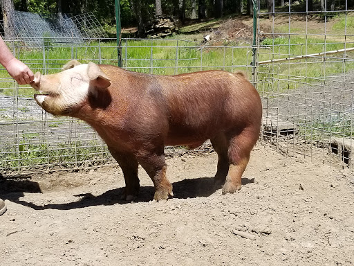 Breed 9: HerefordThese pigs are named due to their resemblance to Hereford cows, and are popular with farm and homesteaders due to their prolific reproduction and fattier meat cuts. They are quite pretty and a newer breed of pig.