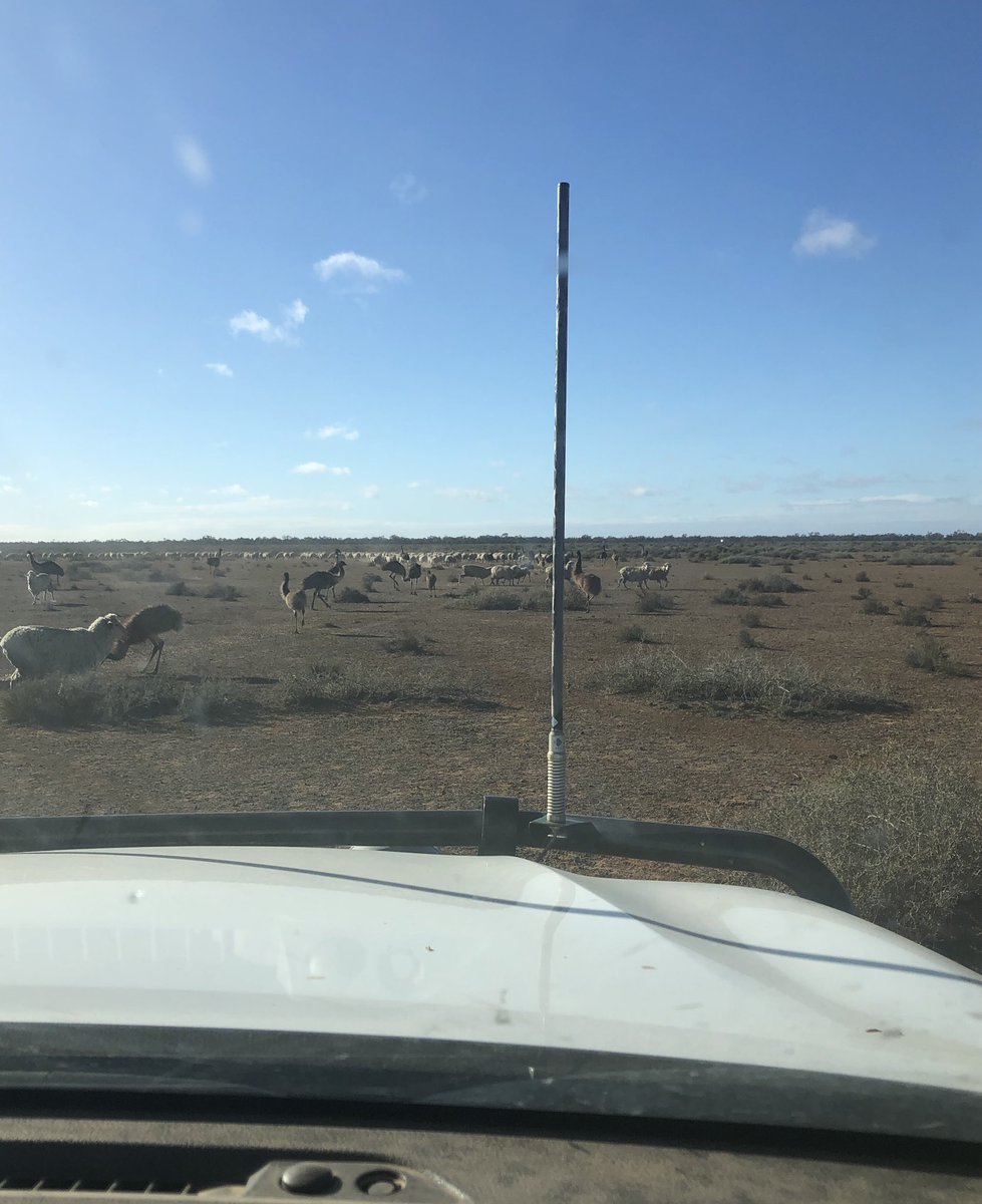 MarcusHooke1's tweet photo. One of the many reasons containment feeding is great..... your not feeding the wildlife.  50 emus in this mob and there’s plenty more out there . A rain would be great. https://t.co/nbhSs3iBMb