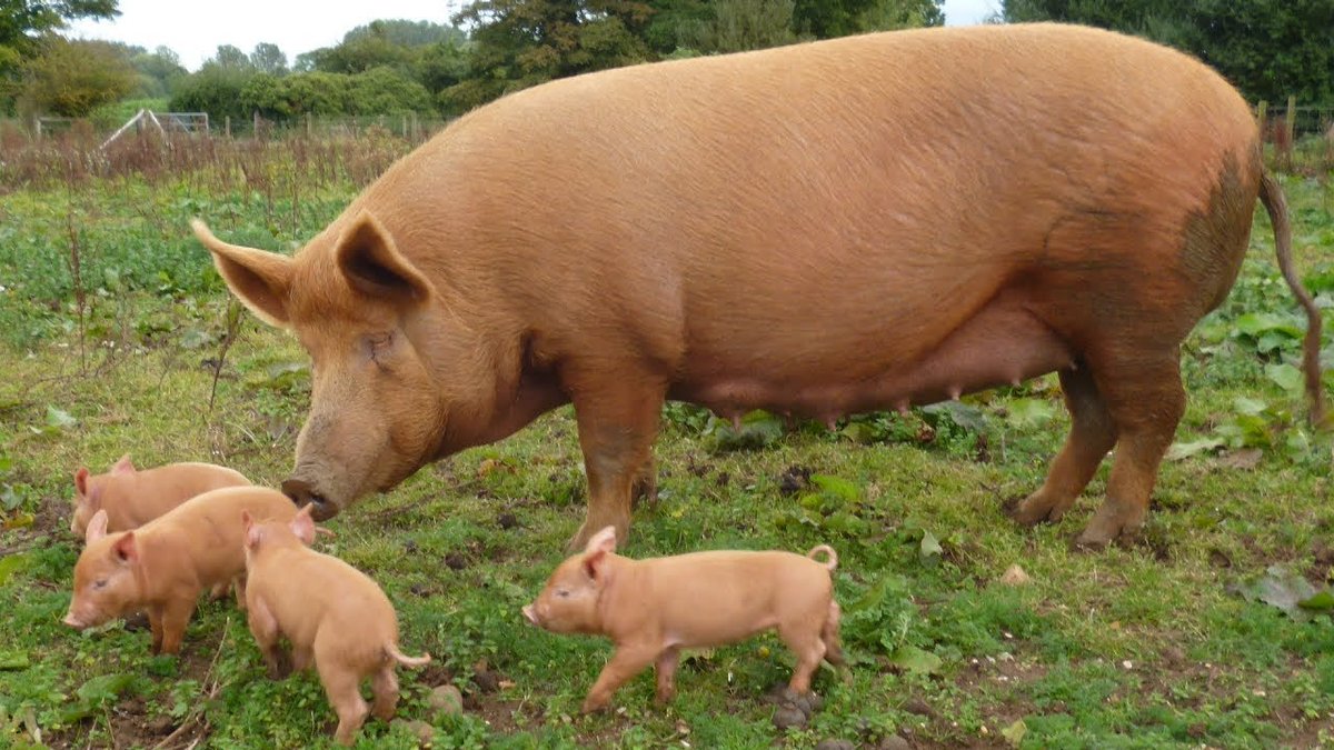 Breed 10: TamworthA light golden color, the Tamworth is an especially hardy and adaptable breed of pig that can flourish in a number of environments. They are possibly the oldest extant meat pig and are smaller than many other domestic breeds.
