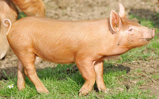 Breed 10: TamworthA light golden color, the Tamworth is an especially hardy and adaptable breed of pig that can flourish in a number of environments. They are possibly the oldest extant meat pig and are smaller than many other domestic breeds.