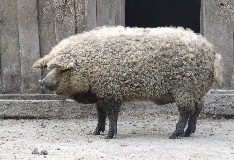 Breed 11: MangalicaSometimes called the "kobe beef of pork" this rare breed sources from Hungary. They are notable for their curly coat and despite their delicious meat, they produce too little for most large-scaled farms. They are particularly good for sausage.