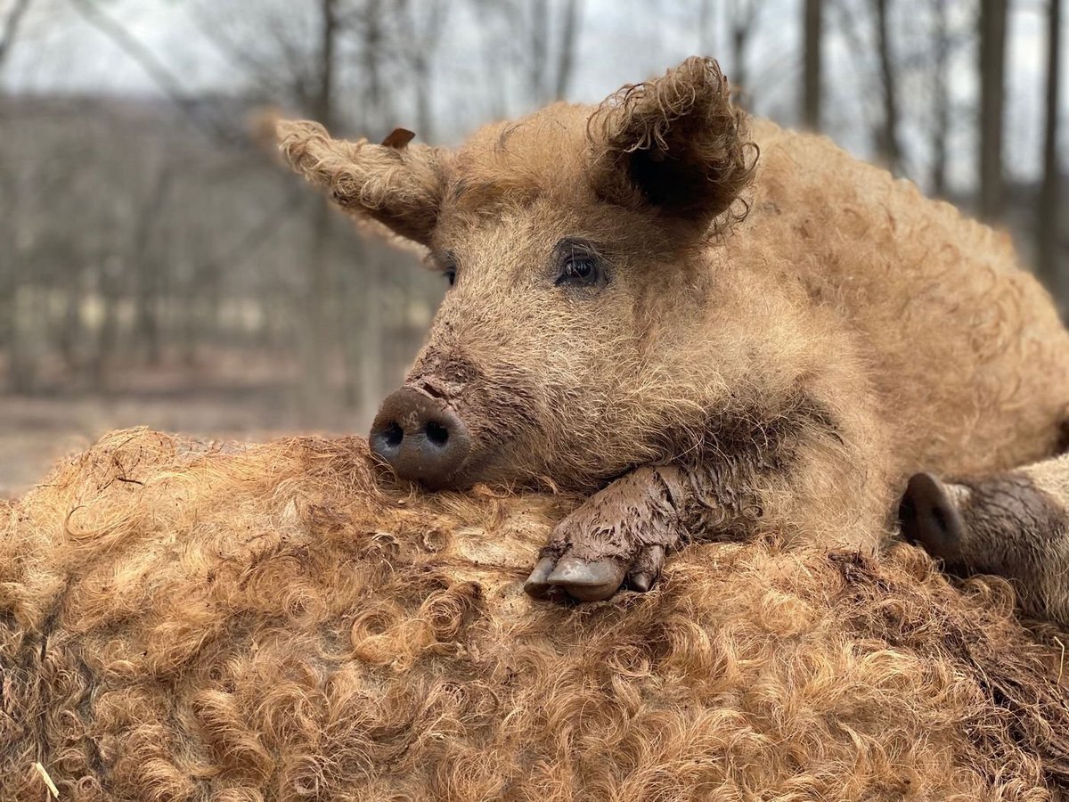 Breed 11: MangalicaSometimes called the "kobe beef of pork" this rare breed sources from Hungary. They are notable for their curly coat and despite their delicious meat, they produce too little for most large-scaled farms. They are particularly good for sausage.