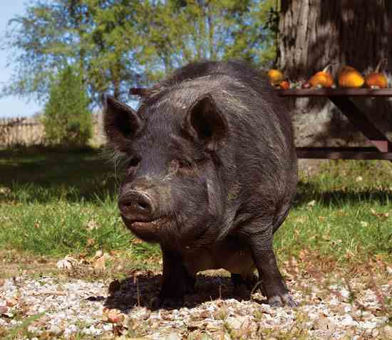 Breed 13: the American guinea hogRather than be raised for meat, guinea hogs are a small breed kept as pets, but also for their habit of self-foraging and eating snakes, which can protect other animals on a farm. They are among the most popular pet hogs.