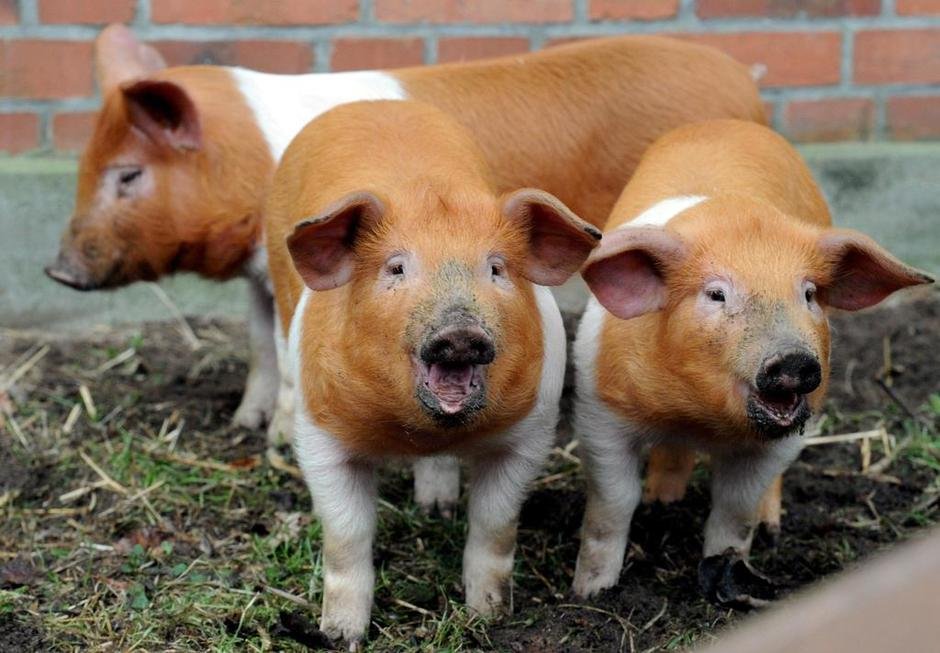 Breed 12: Danish protest pigThis breed was bred by Prussian-occupied Danes as an alternative to fly the then-banned Danish flag, sporting the colors of the red and white cross. They are not readily obtainable by farmers due to the fact that fewer than 200 exist today.