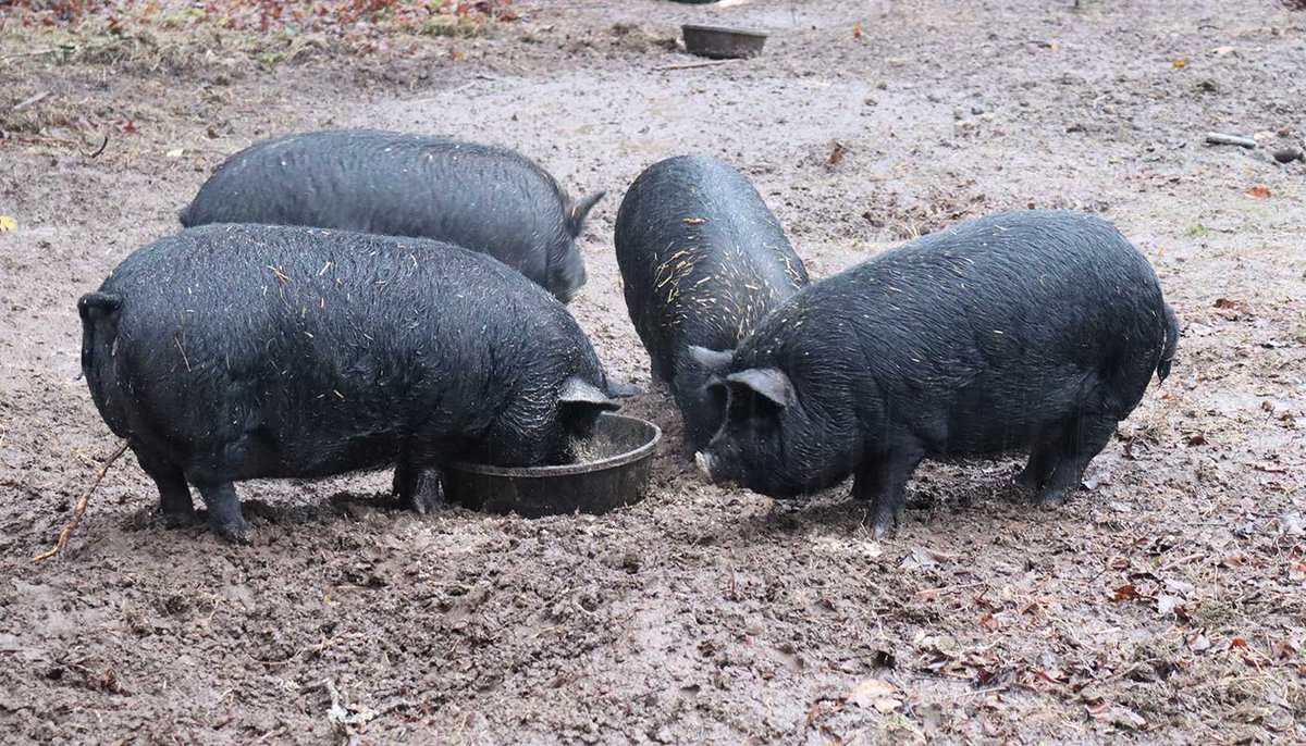 Breed 13: the American guinea hogRather than be raised for meat, guinea hogs are a small breed kept as pets, but also for their habit of self-foraging and eating snakes, which can protect other animals on a farm. They are among the most popular pet hogs.